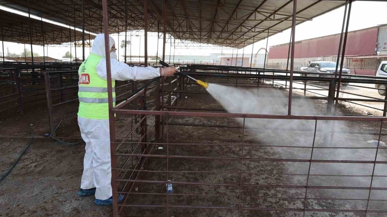 Hatay'da Şap Hastalığına Karşı Karasinek Mücadelesi Neden Başlatıldı (1)