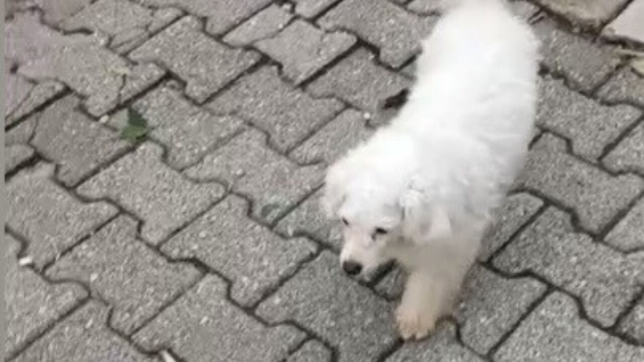 Kadirli’de Bahçeden Çalınan Köpek Bulundu (1)
