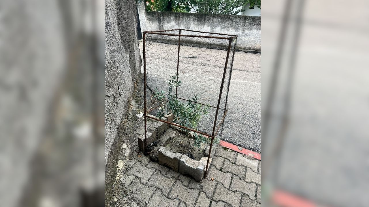 Korunan Zeytin Ağacı (2)