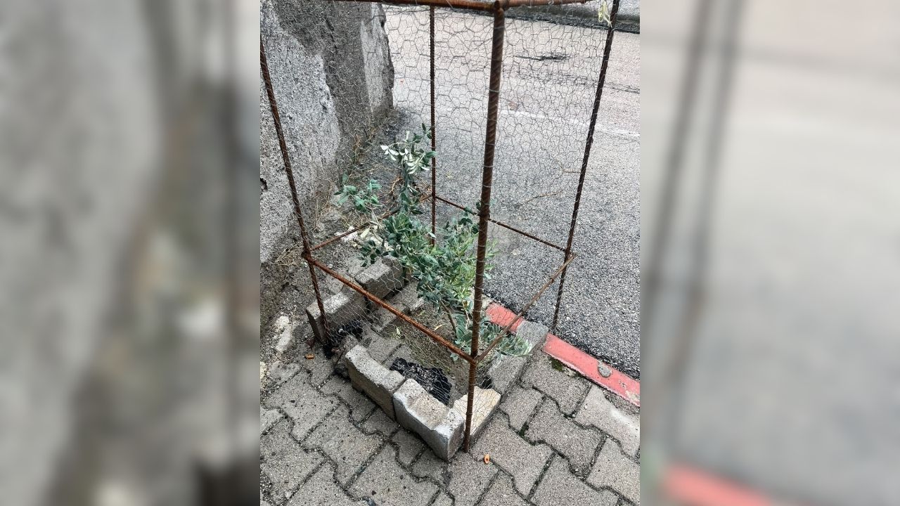 Korunan Zeytin Ağacı (3)