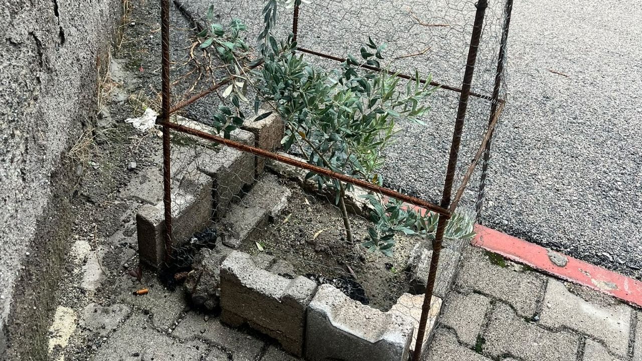Korunan Zeytin Ağacı