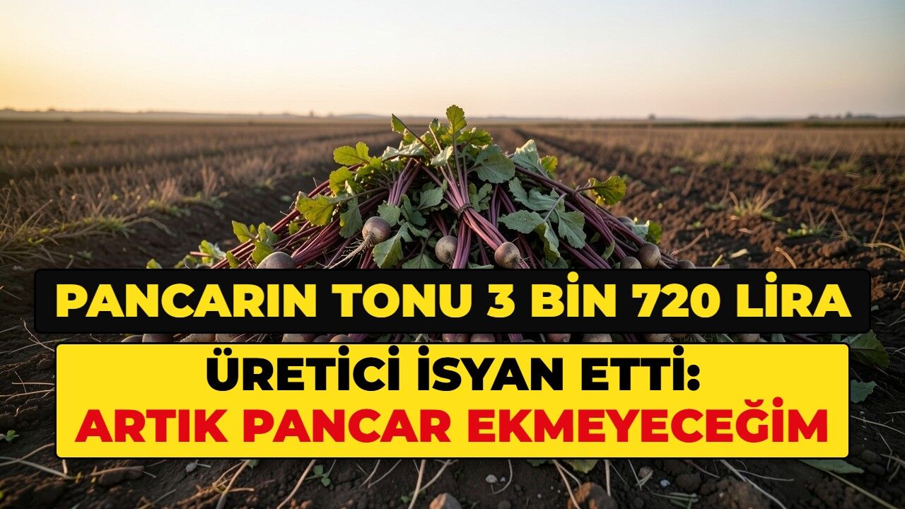 Pancarın ton fiyatı belli oldu. Üretici: Artık pancar ekmeyeceğim