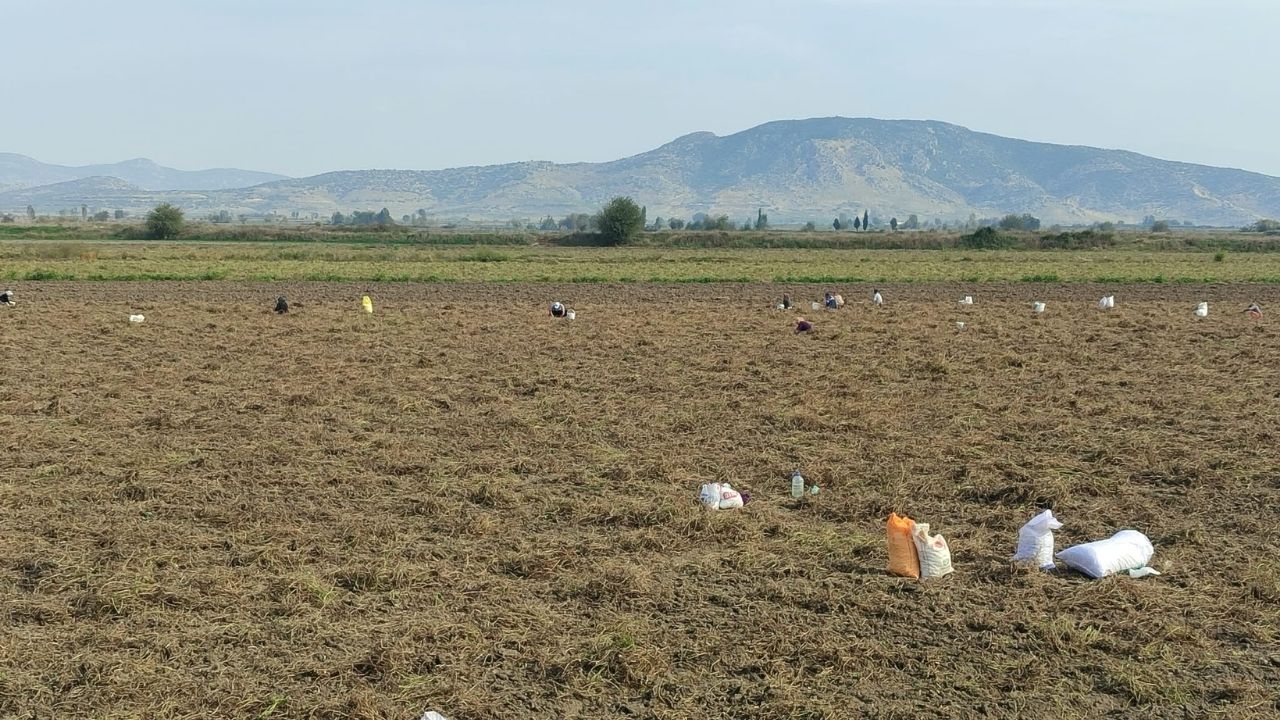 Osmaniye'de Çiftçi Tarlasını Vatandaşa Açtı! (1)
