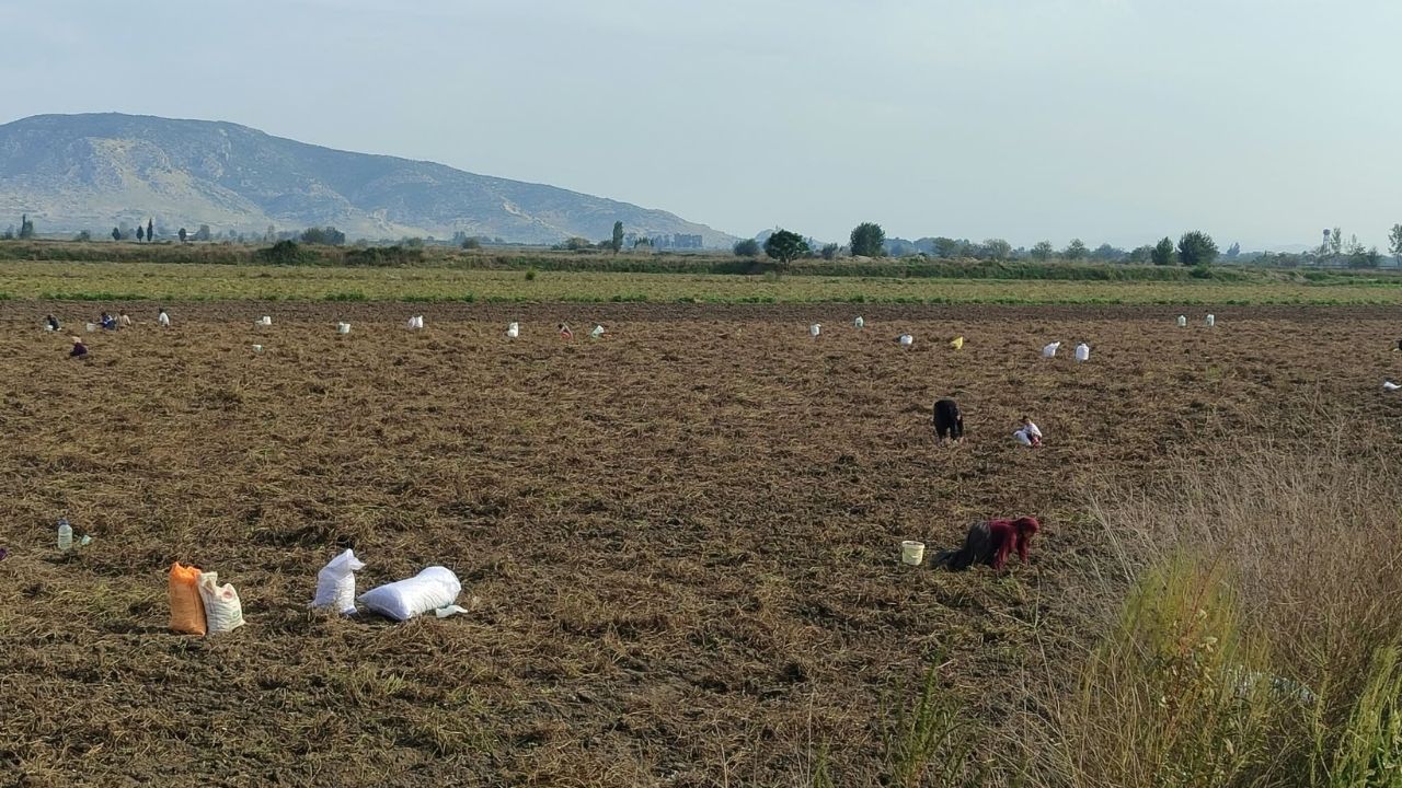 Osmaniye'de Çiftçi Tarlasını Vatandaşa Açtı! (2)