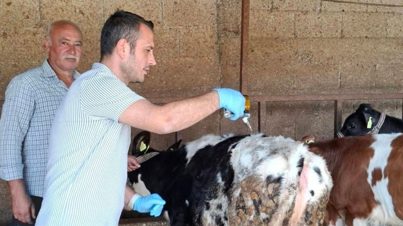 Osmaniye'de Hayvan Hareketlerine Sıkı Takip (2)