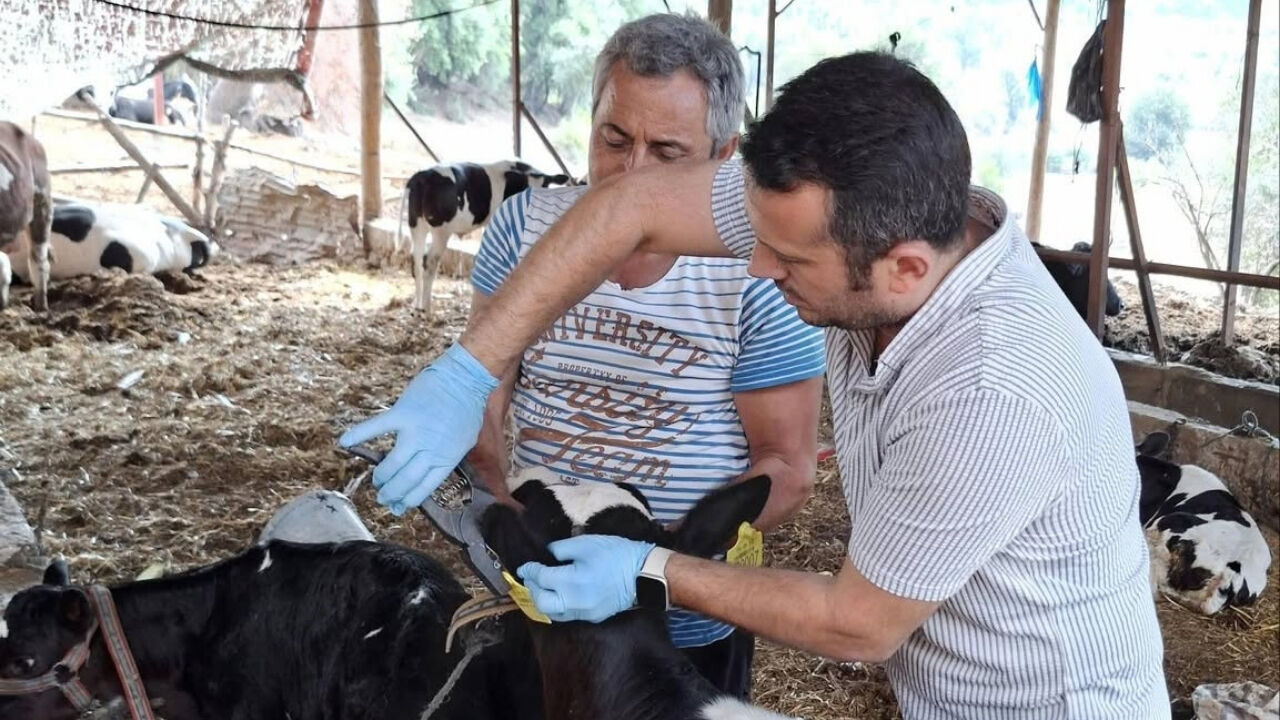 Osmaniye'de Hayvan Hareketlerine Sıkı Takip (4)