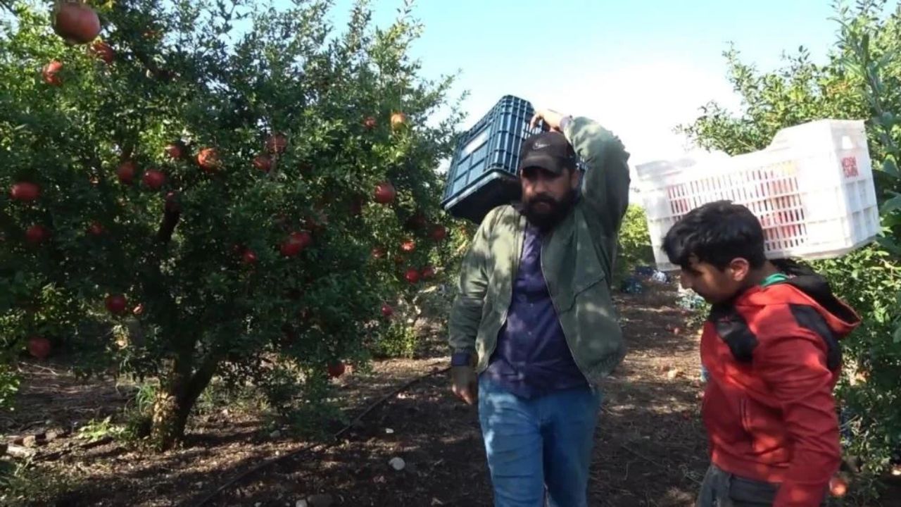 Osmaniye’nin En Büyük Bahçesinde Hasat Basladı-1