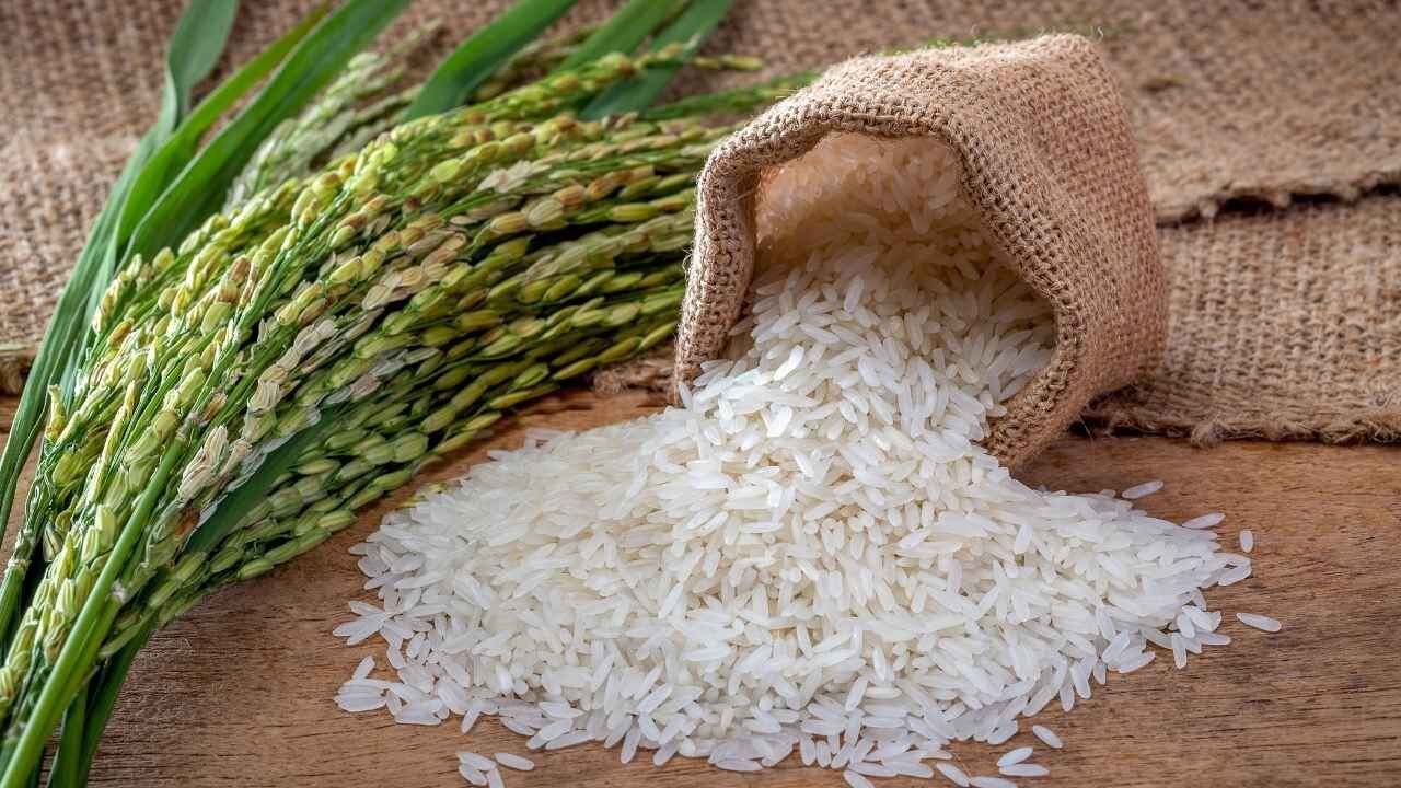 Osmaniye'nin Yeni Sembolü Tescilli Yerfıstığı Oldu (4)