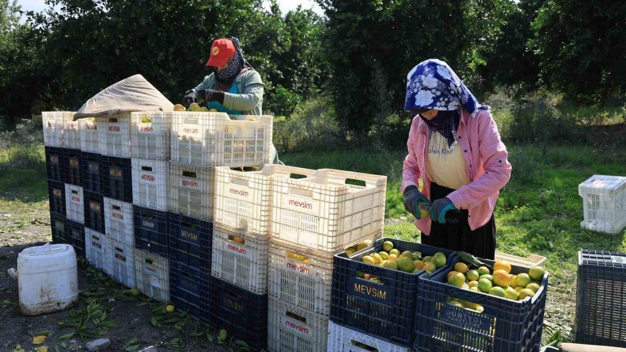 Savaş Sebebiyle İhracat Durdu, Fiyatlar Çakıldı (1)