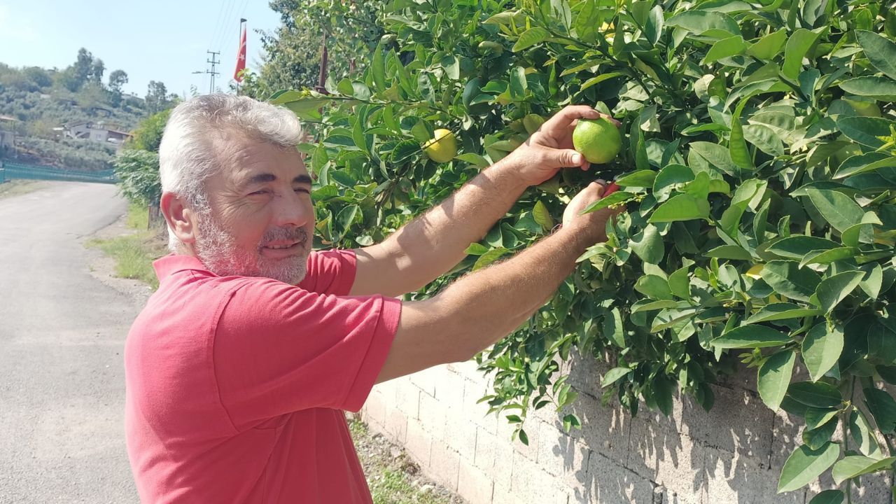 Sezonun Ilk Limonunu Topluyorum Dedi (1)