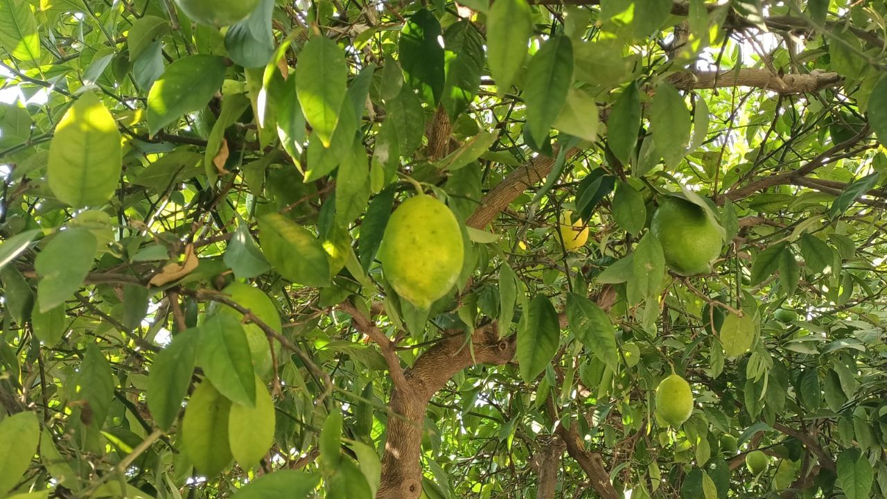 Sezonun Ilk Limonunu Topluyorum Dedi (2)