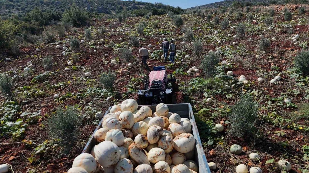 Tescilli Beyaz Kabak Hasadı Neden Gecikti (1)